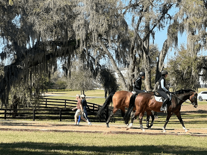 equestrian vacation ocala fl horses