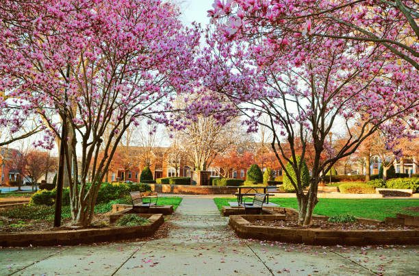 spring trees in bloom in capitol park , downtown raleigh , nc